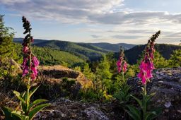 Sortie à vélo le soir