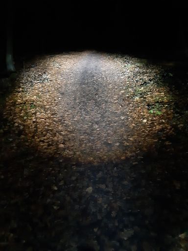 Mit dem super Licht geht es auch Nachts im Wald