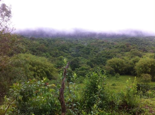 Tiradentes/Bichinhos
