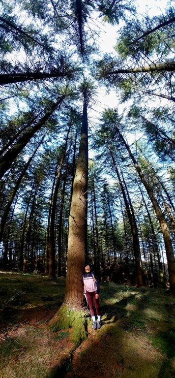 Hayedo y pinar de Otzarreta. Parque Natural del Gorbea