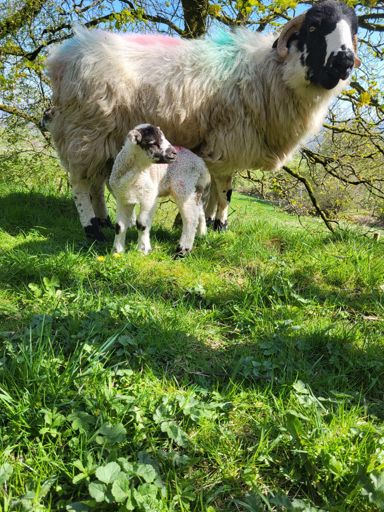 Sheep giving me the eye