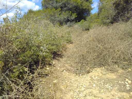 Ambiance western avec des virevoletants au milieu du chemin