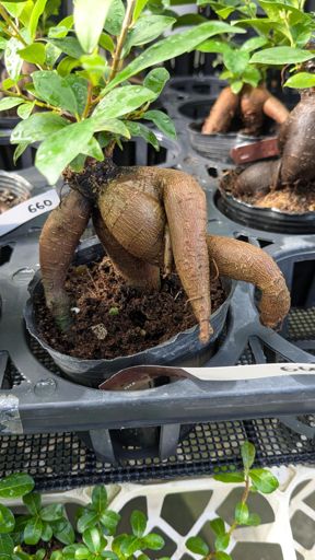 お◯ん◯ん付いてますやん。