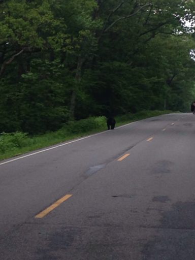 The first bear I saw.