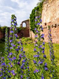 Guirbaden Heindenkopf