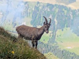 Crapahutage Brenleire Folliéran
