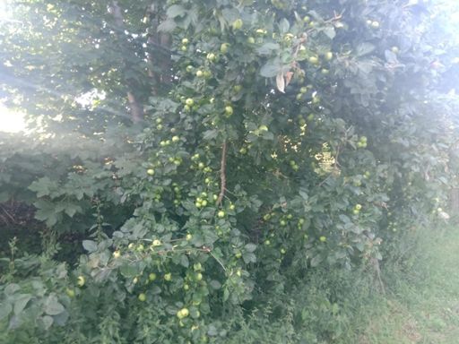 Free apples for hungry cyclists!