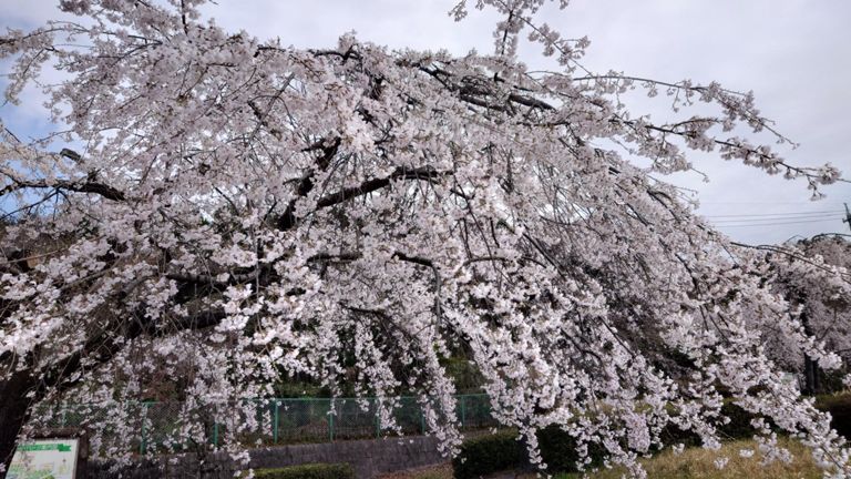 東谷山フルーツパークの桜🌸