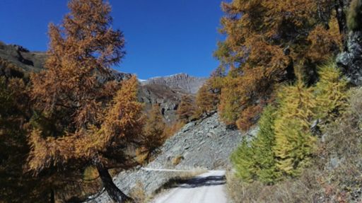 Auf dem Weg zur Bachalpe. Hier ein Teilstück, das ungeteert ist.