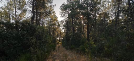 Pinar de Chao de Maseiros