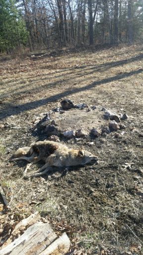 Dead cyote at parking lot on DD (not &32)