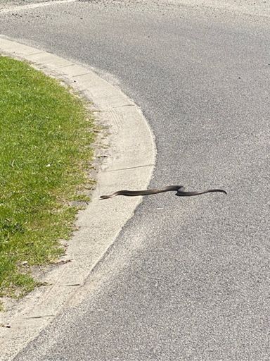 Just your Common Copper Head?