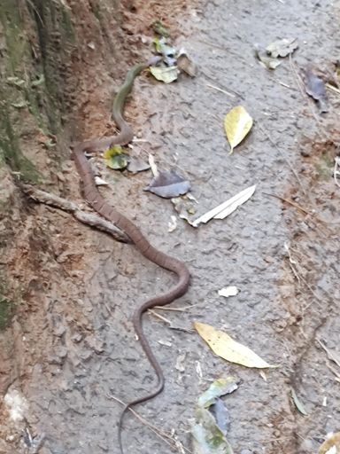 sexy colors - keelback perhaps?