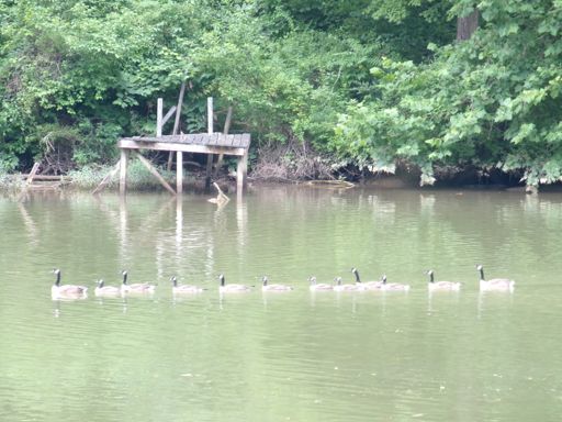family of Canada goose
