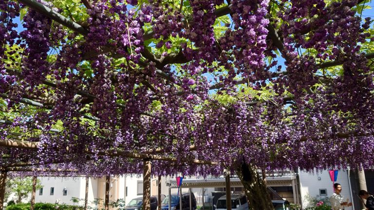 ぶどうみたいな藤