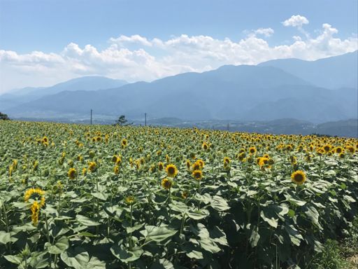 明野のひまわり畑。まだ早かった。
