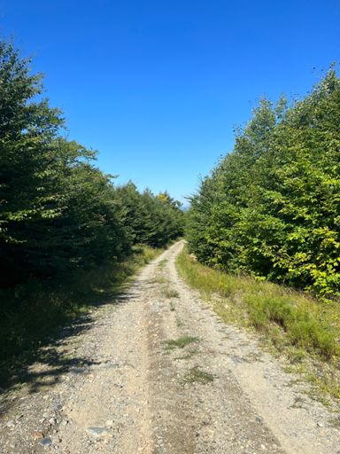 no shortage of ATV/logging roads