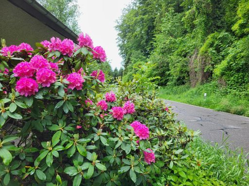 Rägi Süd, kurz vor der Passhöhe 🥰 ⛰️🌺🌺🌺
