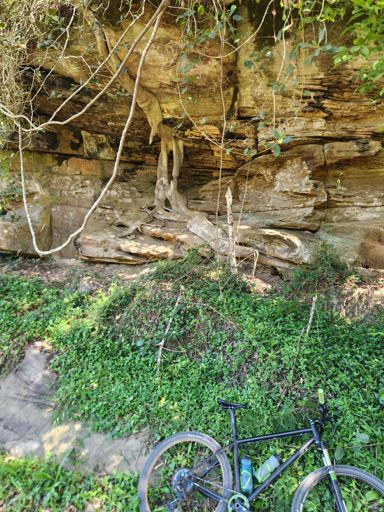 Tree root growing through a rock overhang on Lower Colo Rd