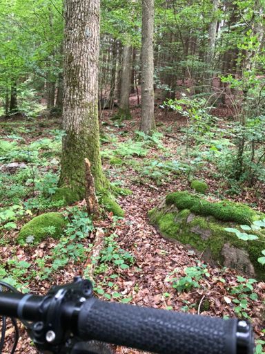 Åk inte upp här nästa gång, blir att bära genom snår