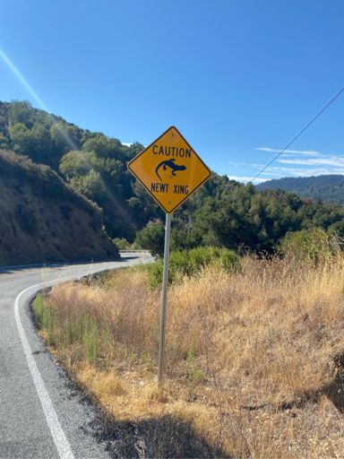 Sometimes you feel like a newt. . .