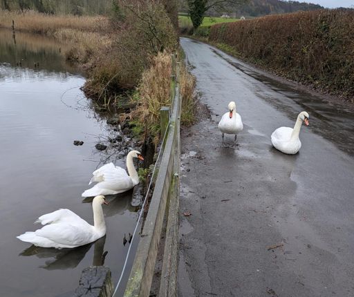 Standoff on Sled Lane