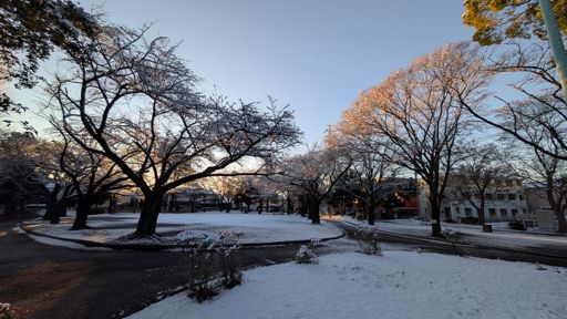 昨夜の積雪は多い所で5cmくらい