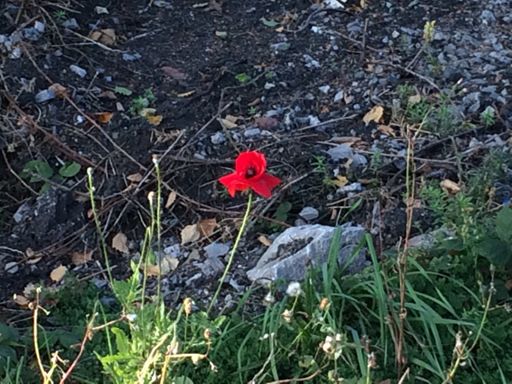 A solitary poppy past the locks