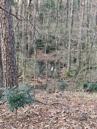 Perhaps bothered the most by these tracks as they head up to the main rocky ridge elementary school trail, hopefully that trail will survive.