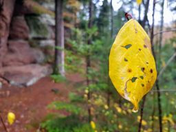 à peu près aussi en forme que cette feuille