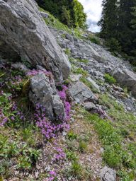 Chöpfenberg Tierberg