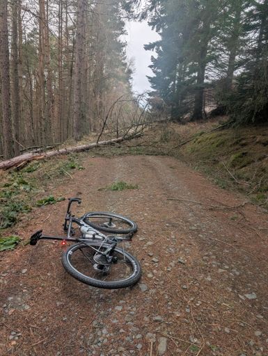 The first of several trees, this one was easy to get past, not so for the later ones.