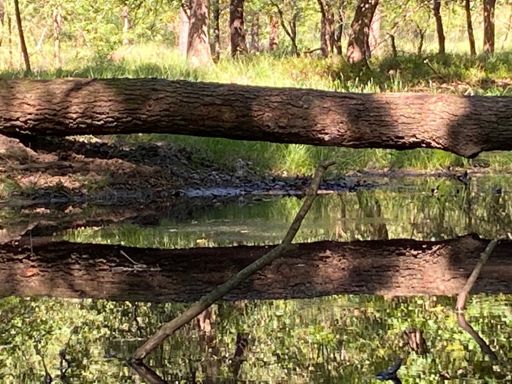 De honderduizenddonderpaddenpoelbrug
