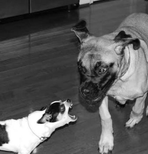 It's not the size of the dog in the fight. It's the size of the fight in the dog