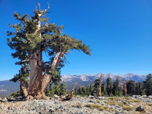 Ancient pine on Sheep Mountain with White Chief Peak in SNP ridge in background.