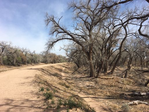 Riverside Maintenance Road West of the River
