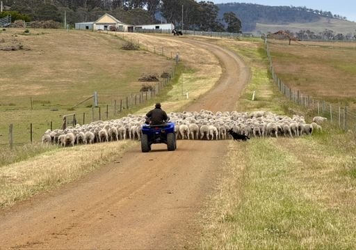 A short move of a bunch of ewes and fat lambs at Fonthill. Shearing and ...  other outcomes on the cards I reckon.