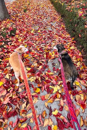 The leashes even match the 🍁🤣