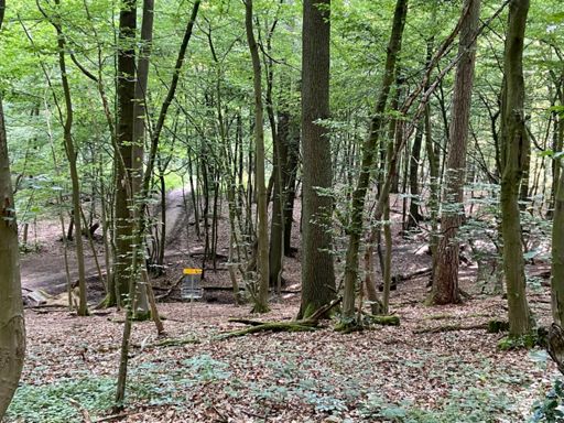 Discgolf im Wald 🤔