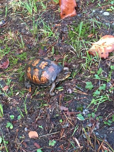 Teenagers in half shell. Turtle Power!