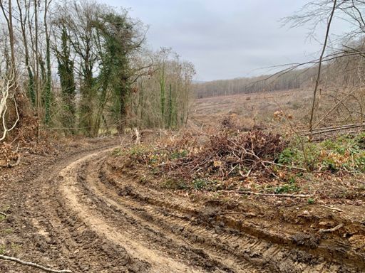 Espérons qu’ils reboiseront.