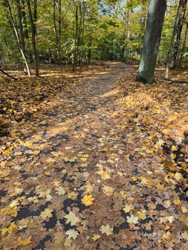 Europaradweg R1 am Müggelsee 