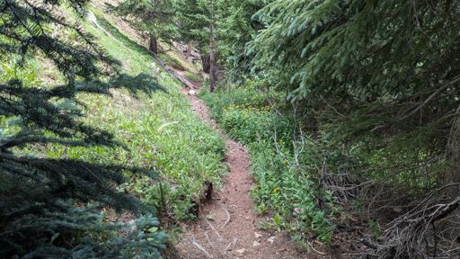 Beautiful trail through the forest below treeline. BEAUTIFUL. I love it. Descending through this kind of stuff makes the whole day worth it.