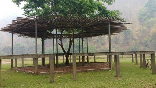 Thought this was an interesting tree