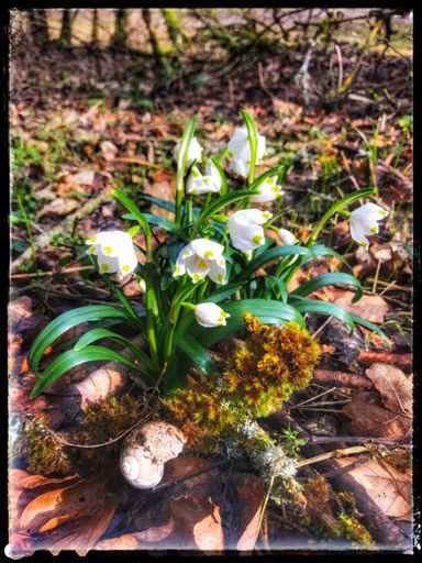 wunderschöne Märzenbecher
