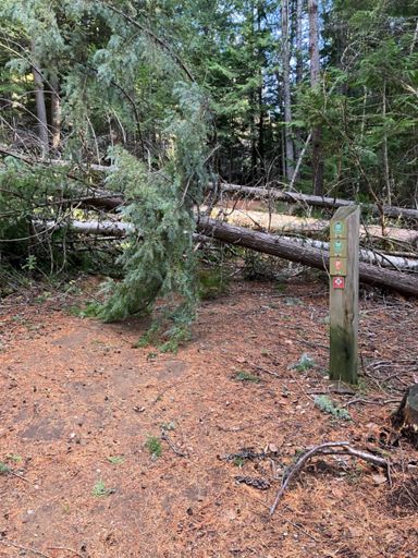 One of several spots with downed trees
