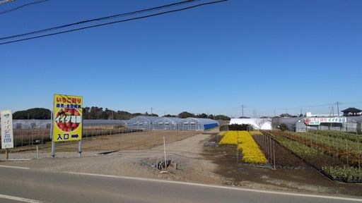 毎年、家族ででかいアイベリーを頬張りに来ていたイイダ苺園🍓今年は見送りかな😣