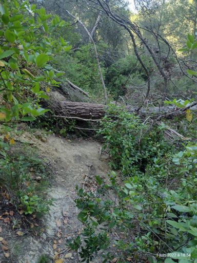 Attention danger arbre couché en plein milieu descente de la vierge couleuvre moujan 😱