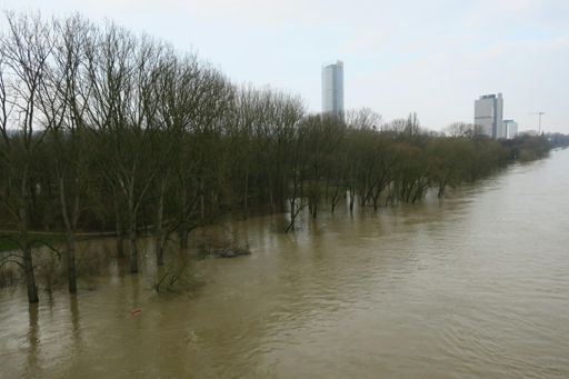 Hochwasser in der Rheinaue