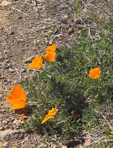 First poppies blooming art the top of Jim Donnelly trail 